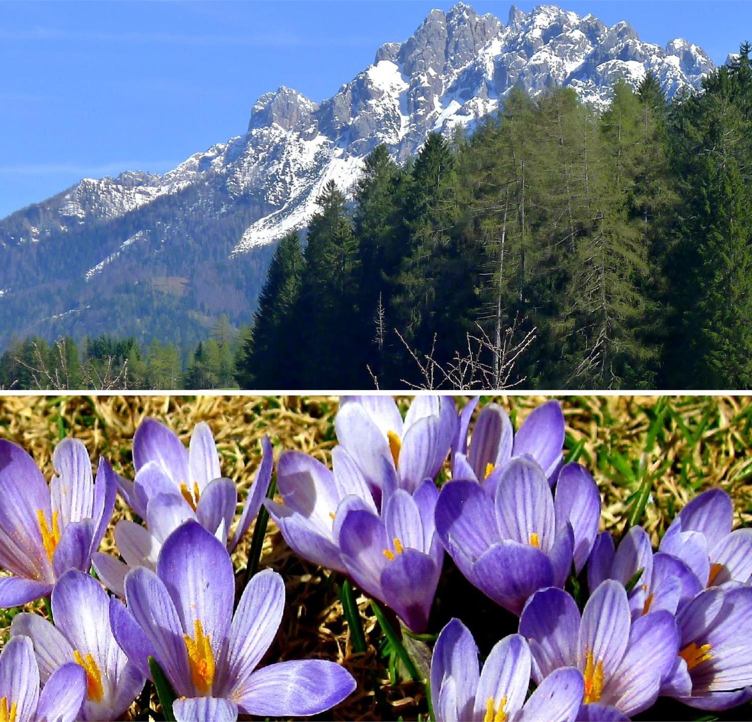 Foto für Geführte Frühlingswanderung mit Dolomitenpanorama